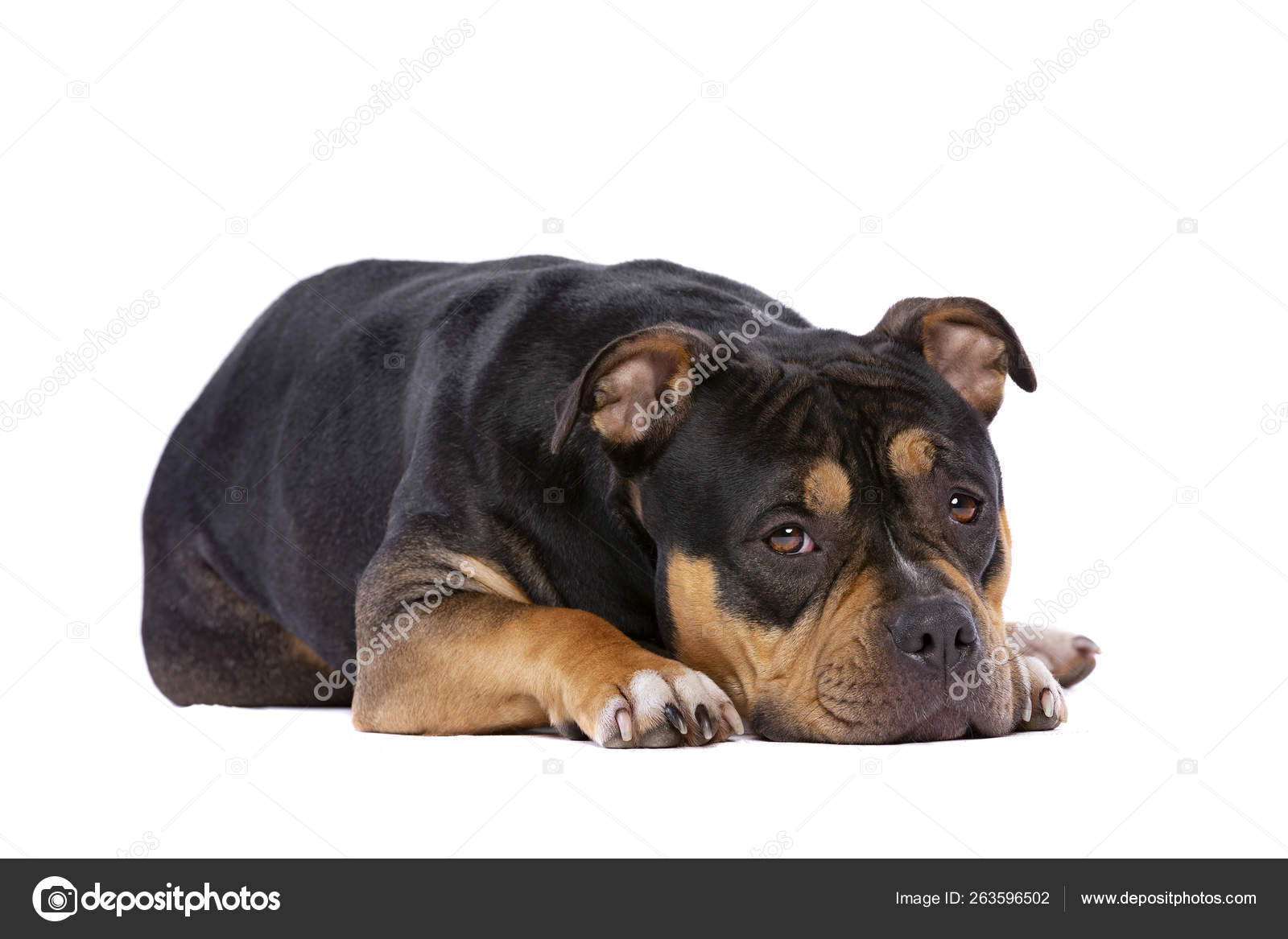 Perro bully americano — Foto de stock #263596502 © eriklam, image size:1600x1167