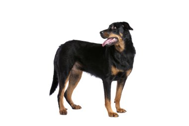 Beauceron