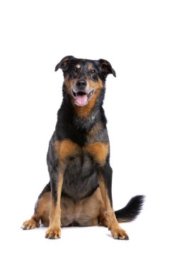 Beauceron