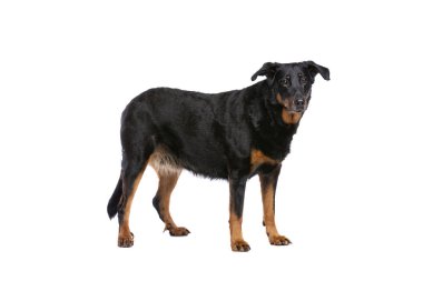 Beauceron