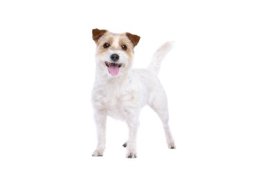 jack Russel terrier