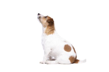 jack Russel terrier