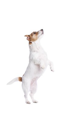 jack Russel terrier