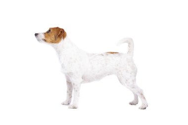 jack Russel terrier