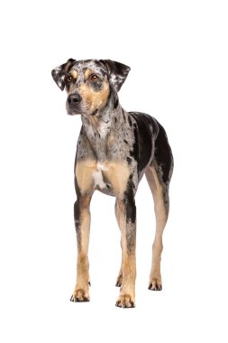 Louisiana catahoula Leopar köpeği