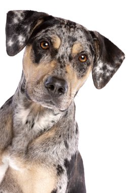 Louisiana catahoula Leopar köpeği