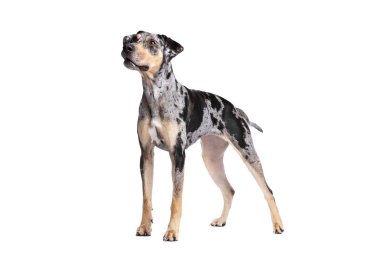 Louisiana catahoula Leopar köpeği