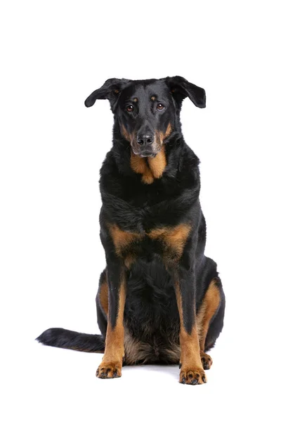 Owczarek francuski beauceron — Zdjęcie stockowe