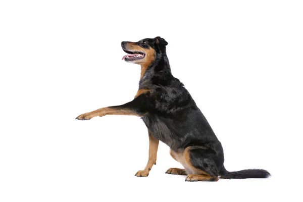 Beauceron — Stockfoto