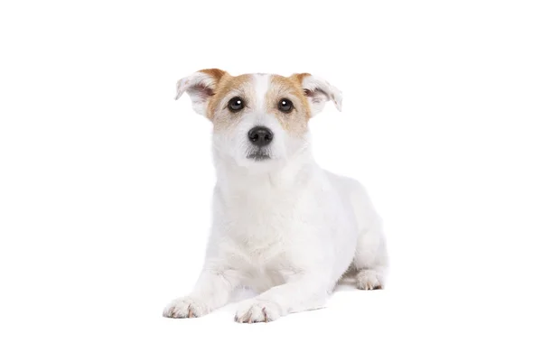 Jack Russel Terrier — Stock Photo, Image