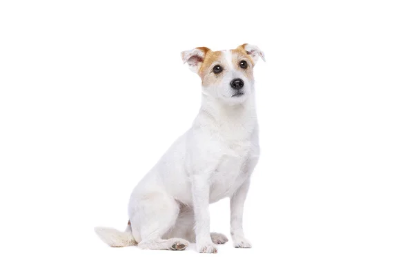 Jack Russell Terrier — Foto Stock