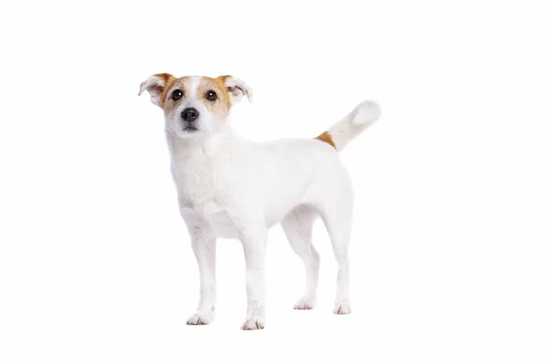 Jack russel terrier — Stockfoto