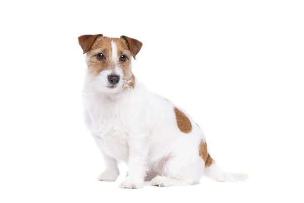 Jack russel terrier — Stockfoto