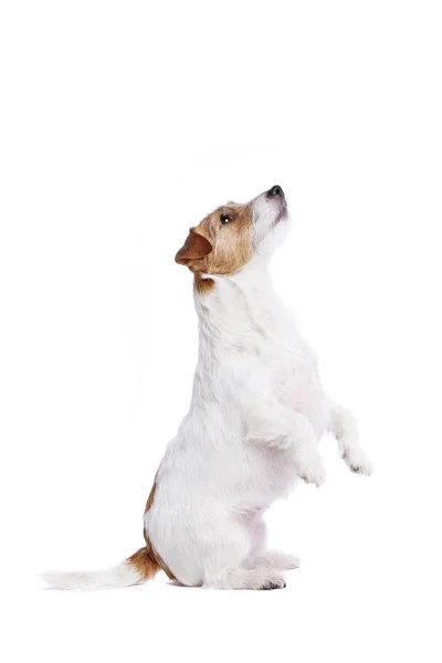 Jack Russel terrier - Stock-foto