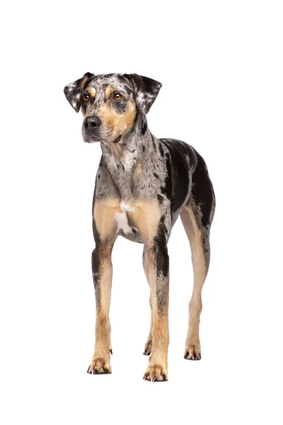 Louisiana catahoula Leopar köpeği — Stok fotoğraf