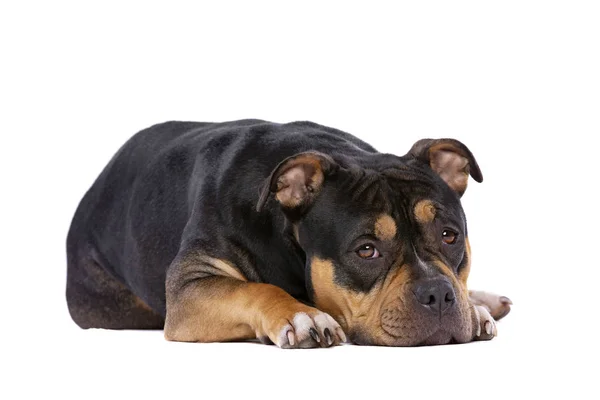 Perro bravucón americano — Foto de Stock