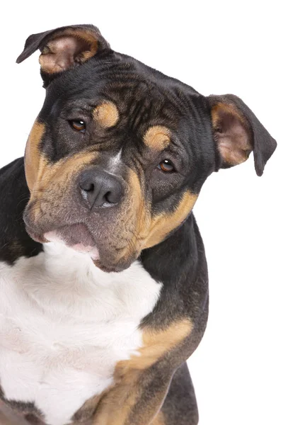 Americký bully pes — Stock fotografie
