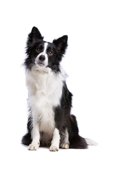 Negro y blanco borde collie perro — Foto de Stock