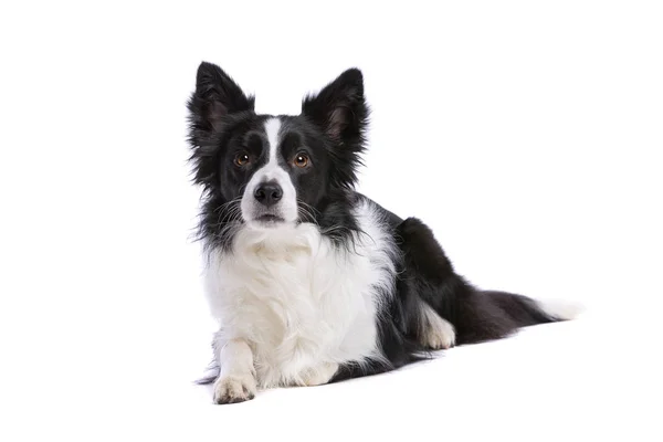 Чорно-біла прикордонна собака колі — стокове фото