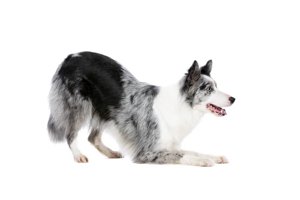 Confine Collie cane — Foto Stock