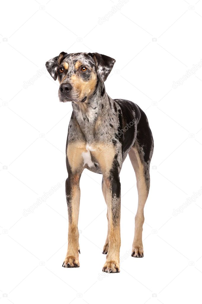 Louisiana Catahoula Leopard dog