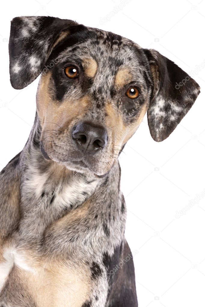 Photos catahoula hound Louisiana Catahoula Leopard dog — Stock Photo