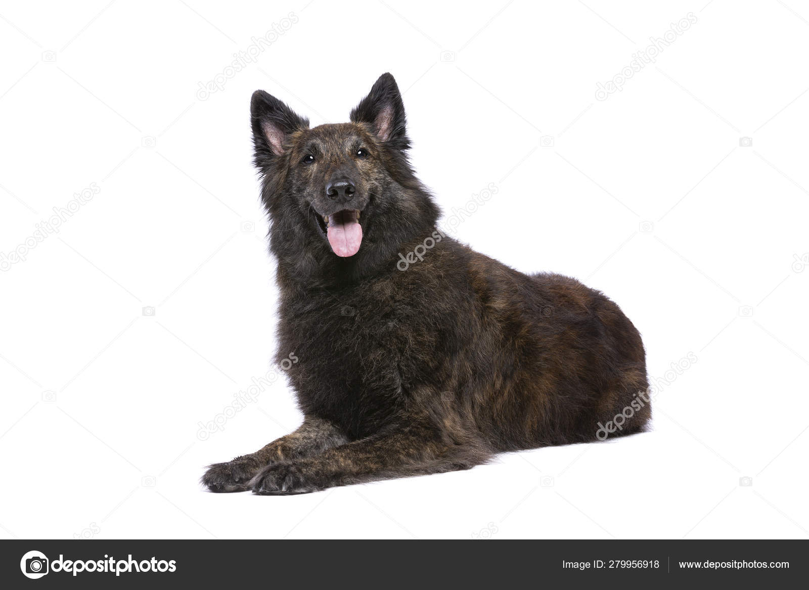 Long haired dutch shepherd deals