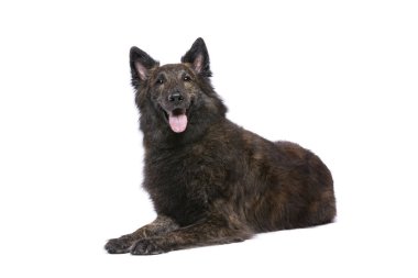 Uzun saçlı Hollanda Çoban Köpeği