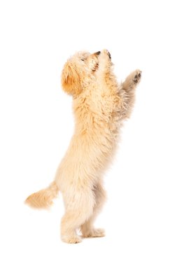 Beyaz arkaplan önünde orta boy Golden Doodle