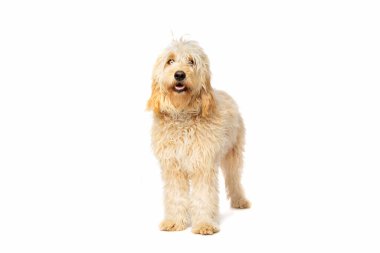 Beyaz arkaplan önünde orta boy Golden Doodle