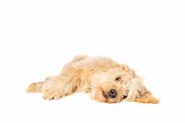 Beyaz arkaplan önünde orta boy Golden Doodle