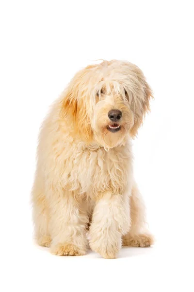 Medium Golden Doodle Framför Vit Bakgrund — Stockfoto