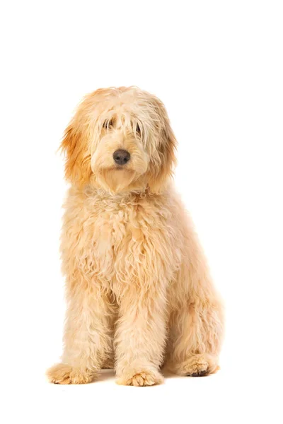 Medium Golden Doodle Sitter Framför Vit Bakgrund — Stockfoto