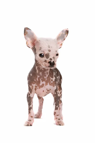 Chinese Crested Dog Puppy Front White Background — Stock Photo, Image