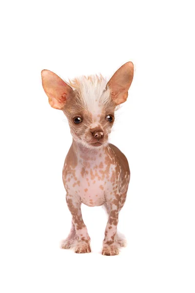 Chinese Crested Dog Puppy Front White Background — Stock Photo, Image