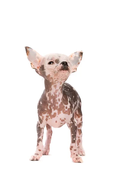Chinese Kuif Hond Puppy Voorkant Van Een Witte Achtergrond — Stockfoto