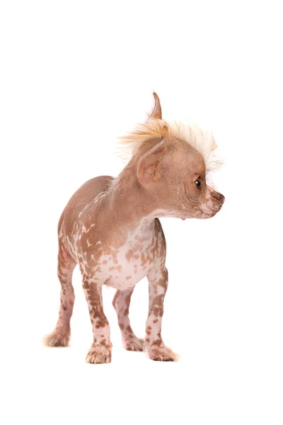 Kinesisk Crested Hund Valp Framför Vit Bakgrund — Stockfoto