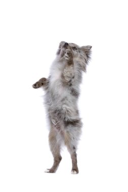 Beyaz arka planda Mavi Merle Pomeranya köpeği