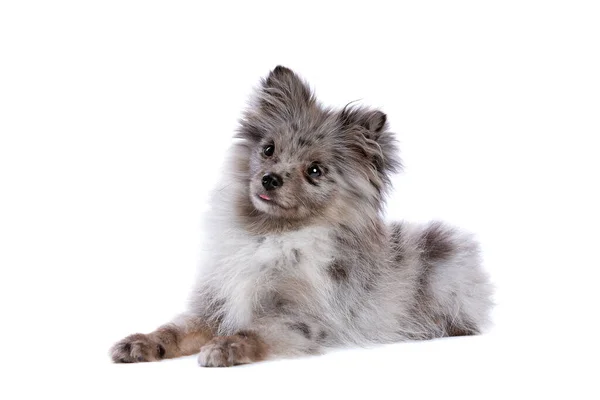 Blue Merle Pomeranian Dog Front White Background — Stock Photo, Image