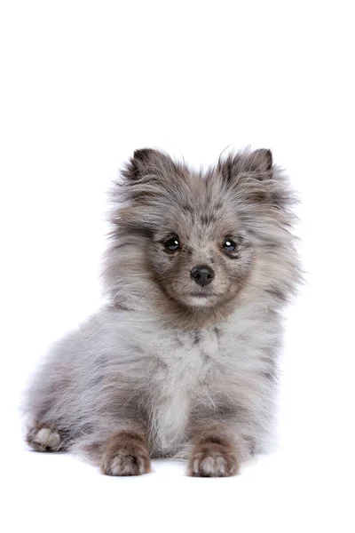 Blue Merle Pomeranian Pes Přední Části Bílého Pozadí — Stock fotografie