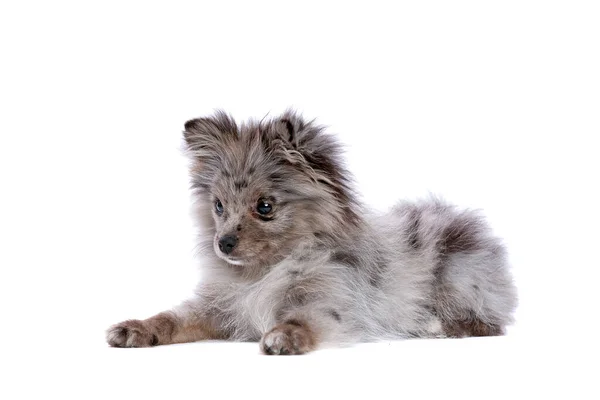 Blaue Merle Pommersche Hündin Vor Weißem Hintergrund — Stockfoto