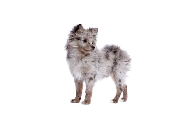 Blue Merle Pomeranian Hond Voor Een Witte Achtergrond — Stockfoto