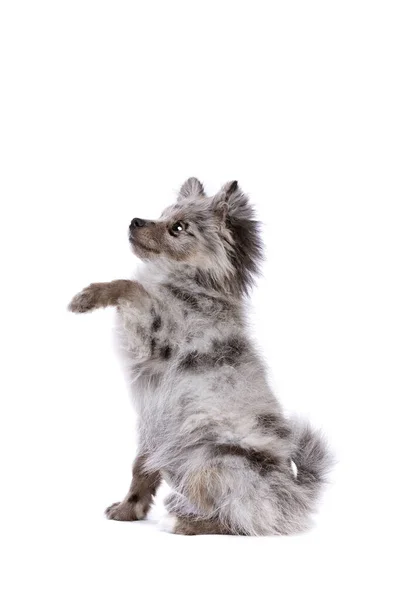 Синий Merle Pomeranian Собака Белом Фоне — стоковое фото