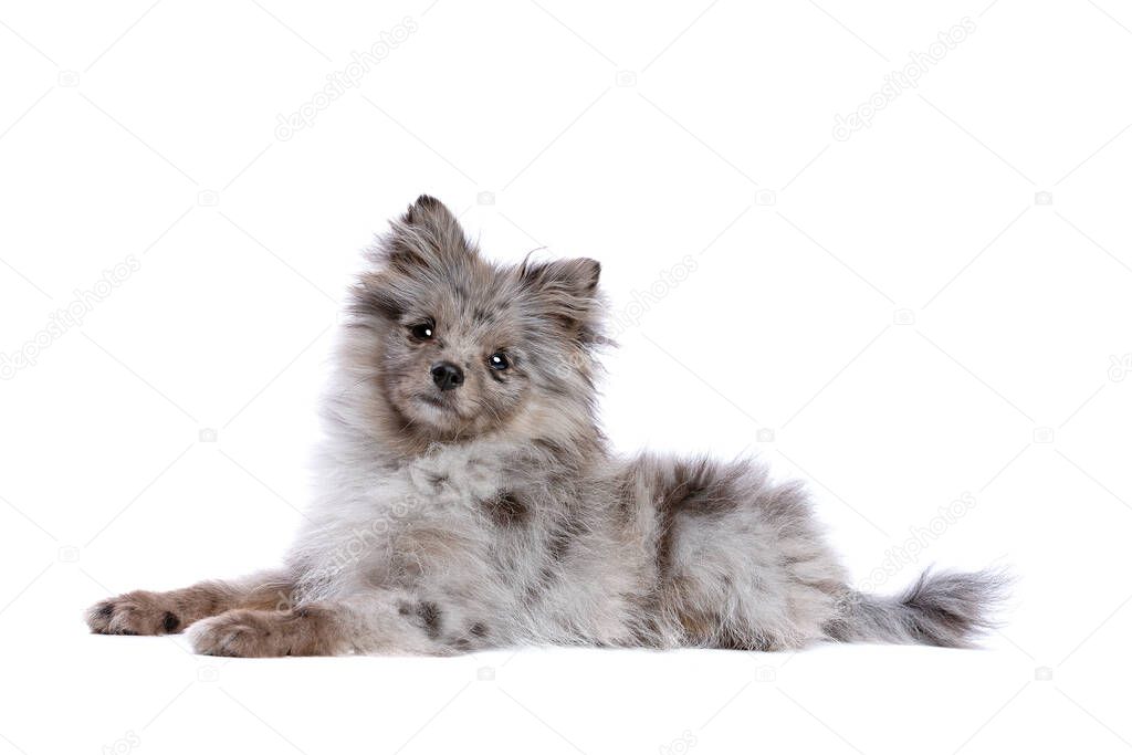 Blue Merle Pomeranian dog in front of a white background