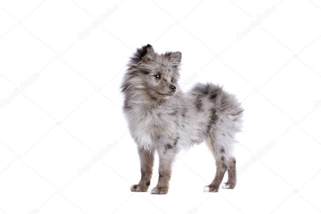 Blue Merle Pomeranian dog in front of a white background