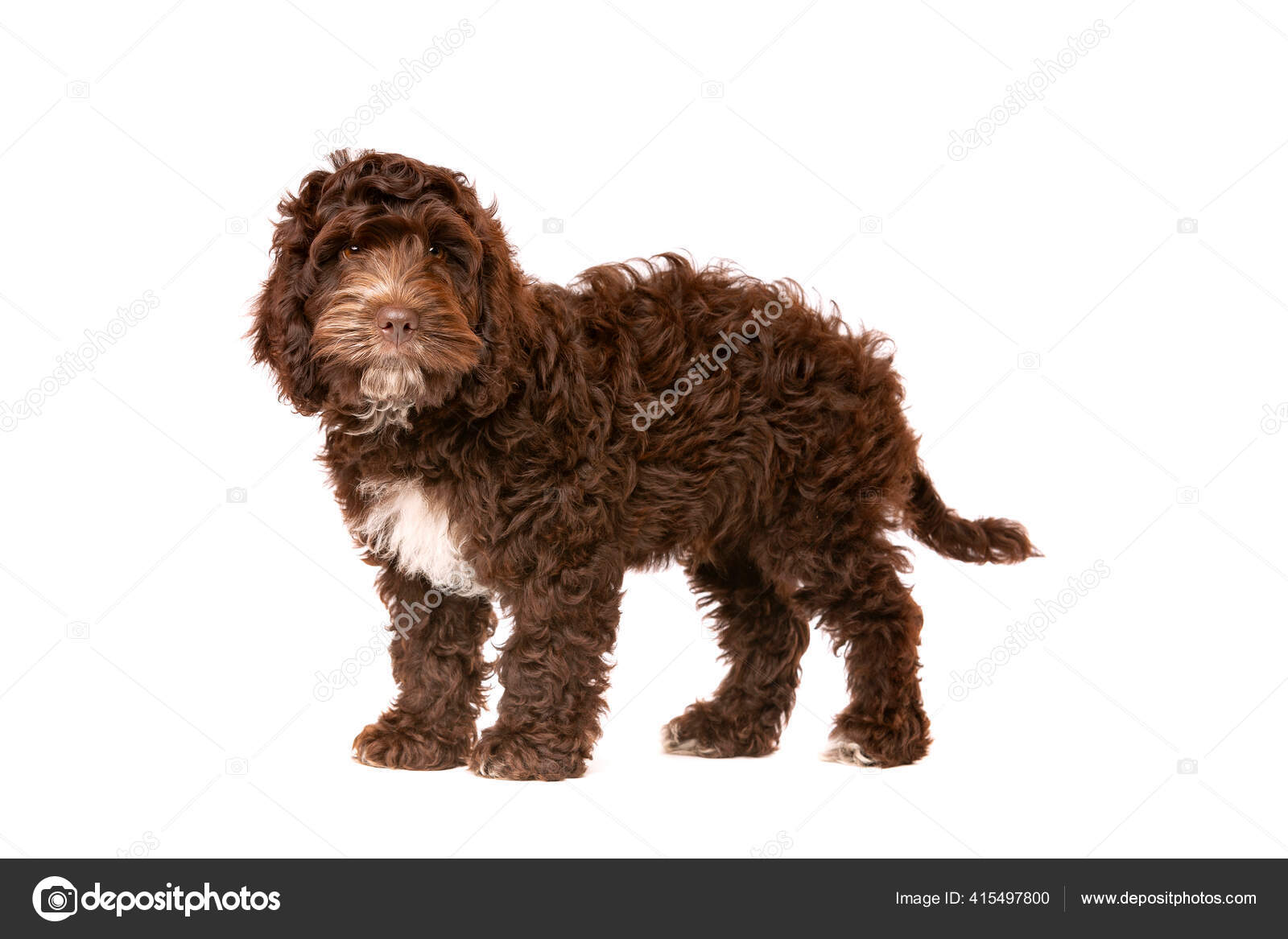 chocolate cockapoo puppies