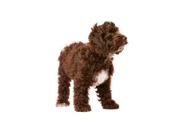 Chocolate Cockapoo puppy dog in front of a white background clipart