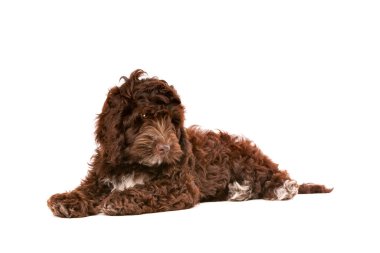Çikolatalı Cockapoo yavru köpeği beyaz arka planda.