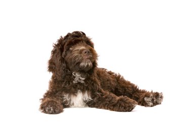 Chocolate Cockapoo puppy dog in front of a white background clipart