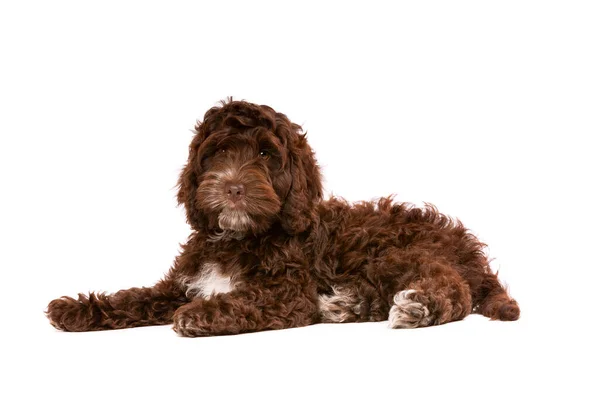 Chocolade Cockapoo Puppy Voor Een Witte Achtergrond — Stockfoto